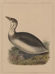Vögel, Tafel IX, 1855